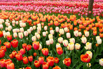 Картинка цветы тюльпаны разноцветные