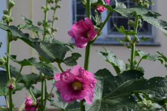 Картинка цветы мальвы розовые