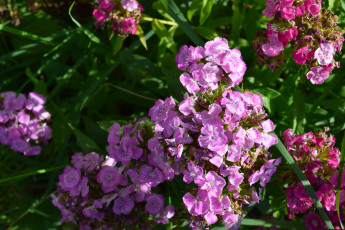 Картинка цветы розовый цвет