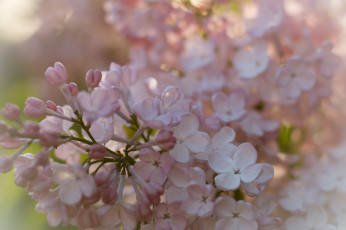 Картинка цветы сирень лепестки цветение сиреневые