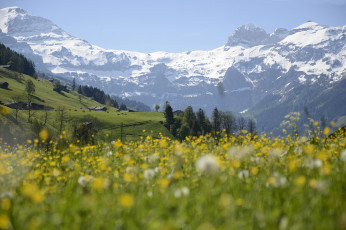 Картинка природа горы луг снег цветы