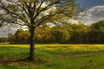 Картинка природа луга цветы облака трава деревья