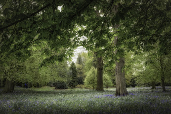 Картинка природа парк каштан деревья