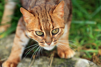 Картинка животные коты милый взгляд шерсть окрас кот