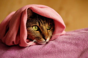 Картинка животные коты покрывало