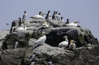 Картинка животные птицы перья птица лапки клюв окрас