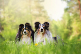 Картинка животные собаки красавец шерсть пудель собака