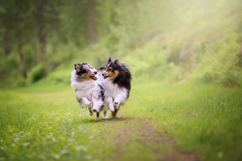 Картинка животные собаки животное порода шерсть окрас собака