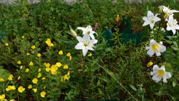 Картинка цветы разные+вместе белый цвет