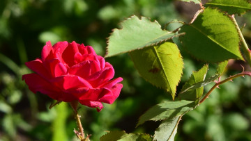 Картинка цветы розы красный