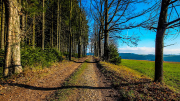 Картинка природа дороги пейзаж деревья дорога поле