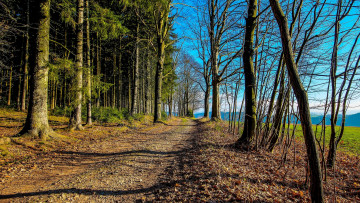 Картинка природа дороги пейзаж деревья лес дорога осень