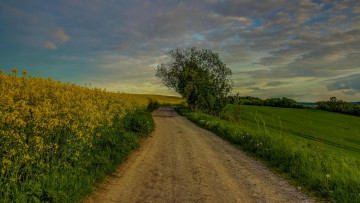 Картинка природа дороги пейзаж тучи деревья дорога поле