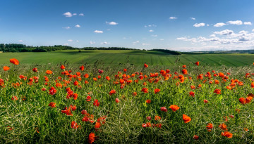 Картинка природа луга облака деревья маки цветы