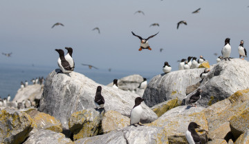 Картинка животные тупики окрас перья птица клюв тупик