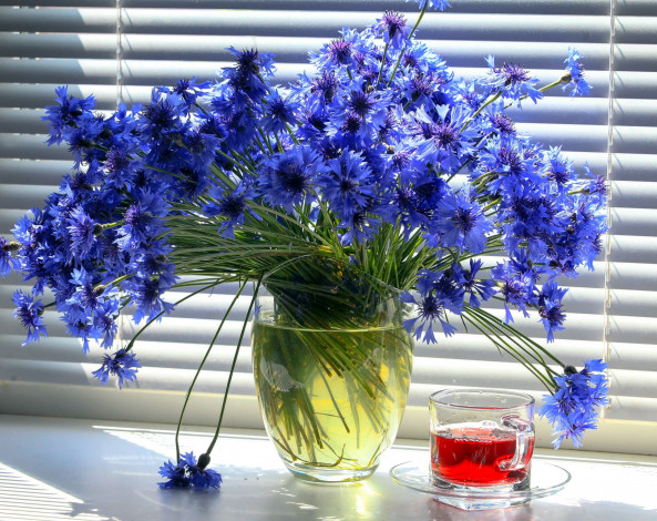 Обои картинки фото цветы, васильки, синий, букет