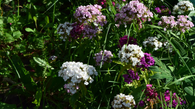 Обои картинки фото цветы, цветок