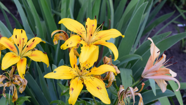 Обои картинки фото цветы, лилии,  лилейники, желтые