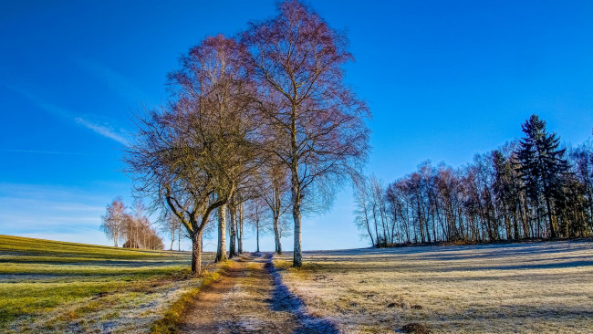 Обои картинки фото природа, дороги, дорога, поле, пейзаж, деревья