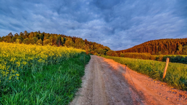 Обои картинки фото природа, дороги, пейзаж, деревья, дорога, поле