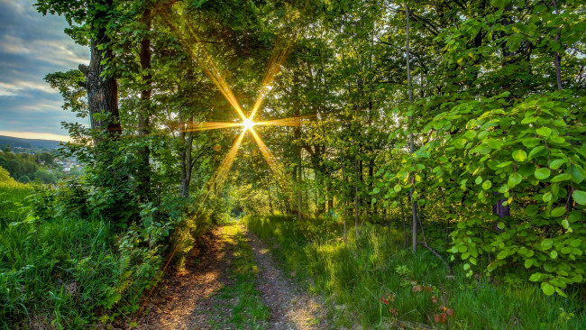 Обои картинки фото природа, дороги, пейзаж, деревья, лес, дорога, осень