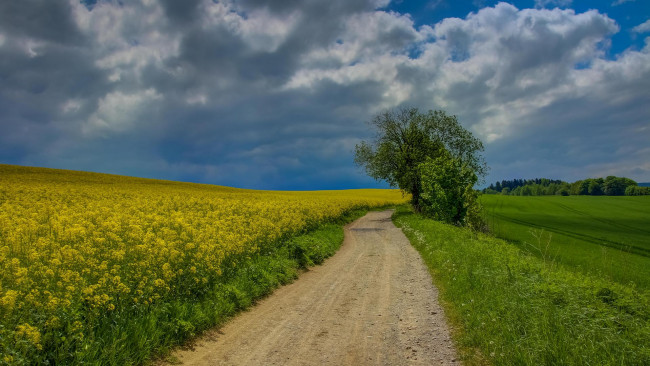 Обои картинки фото природа, дороги, пейзаж, тучи, дорога, поле, деревья