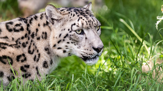 Обои картинки фото животные, снежный барс , ирбис, дикий, животное, шерсть, окрас, снежный, барс