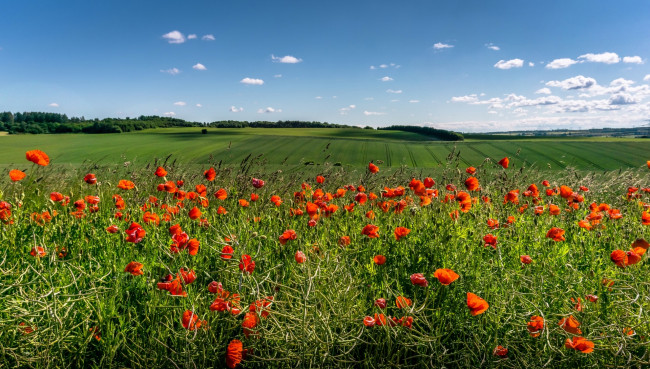 Обои картинки фото природа, луга, облака, деревья, маки, цветы