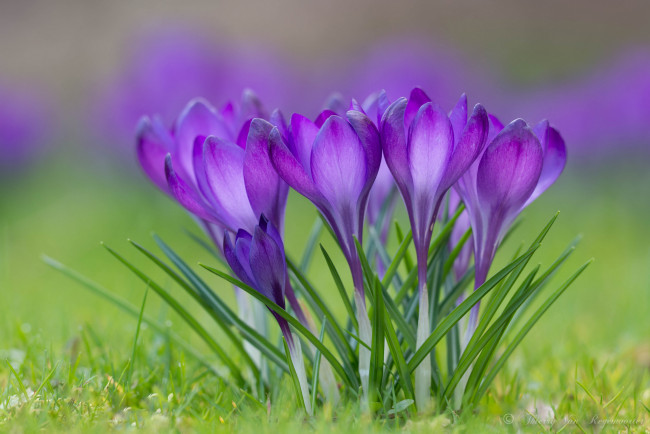 Обои картинки фото цветы, крокусы, трава, весна, лепестки, цветение