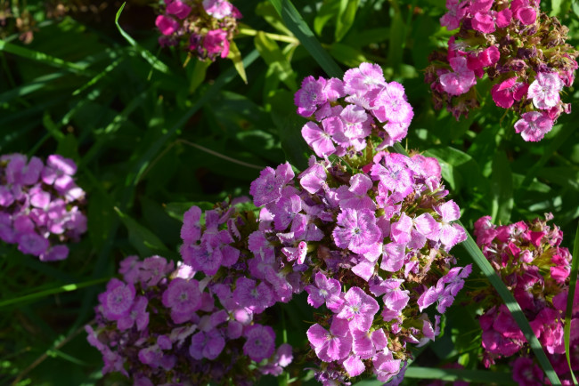 Обои картинки фото цветы, розовый, цвет