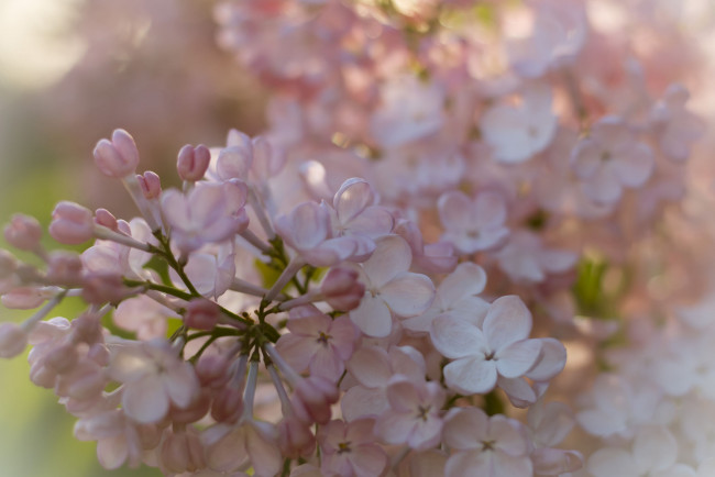 Обои картинки фото цветы, сирень, лепестки, цветение, сиреневые