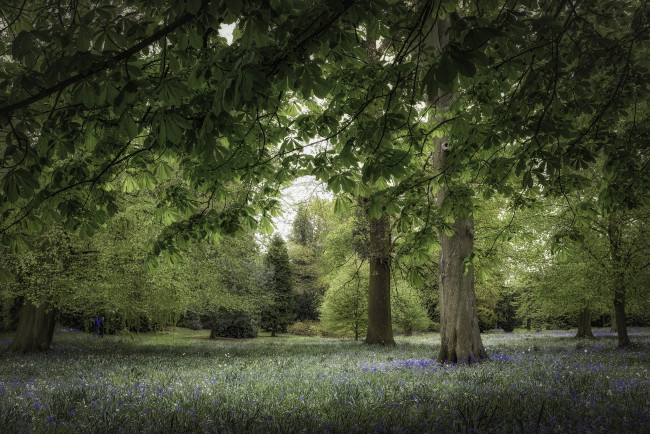 Обои картинки фото природа, парк, каштан, деревья