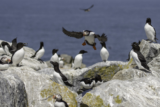 Обои картинки фото животные, тупики, окрас, клюв, перья, птица, тупик