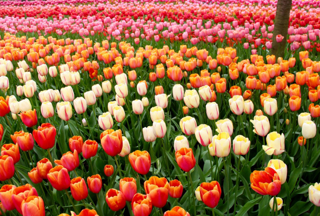 Обои картинки фото цветы, тюльпаны, разноцветные