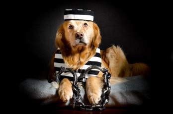 обоя юмор и приколы, наручники