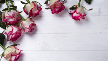 Картинка цветы розы бутоны