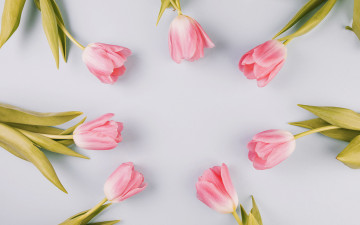 Картинка цветы тюльпаны бутоны