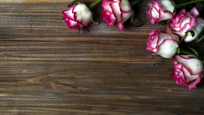 Обои картинки фото цветы, розы, бутоны