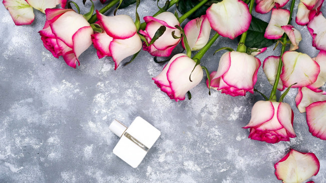 Обои картинки фото цветы, розы, бутоны