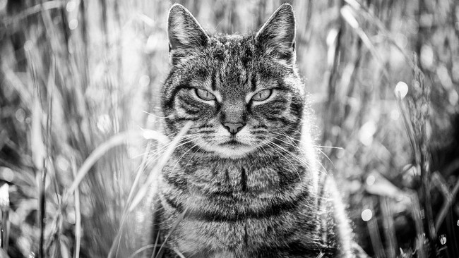 Обои картинки фото животные, коты, котяра