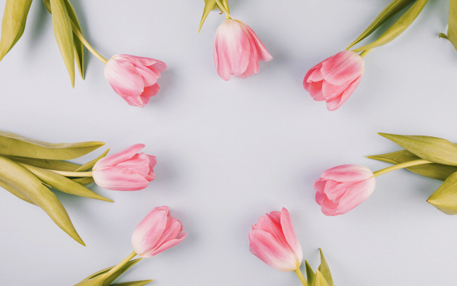 Обои картинки фото цветы, тюльпаны, бутоны