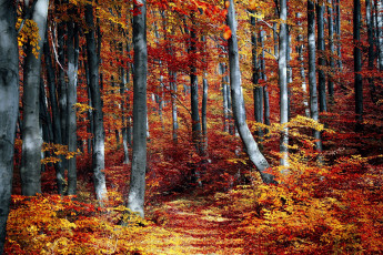 Картинка природа лес осень листопад