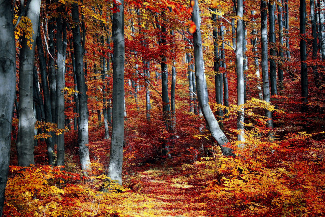 Обои картинки фото природа, лес, осень, листопад