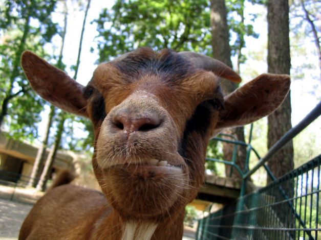 Обои картинки фото not, happy, животные, козы