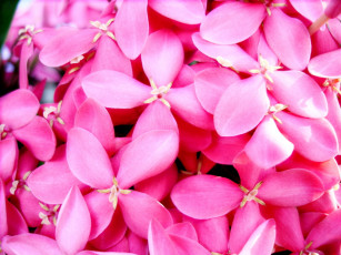 Картинка цветы