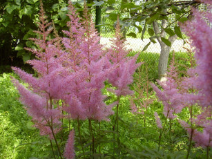 Картинка цветы астильбы