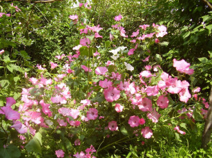 Картинка цветы мальвы