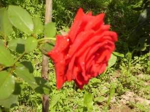 Картинка цветы розы