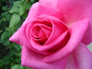 Картинка цветы розы