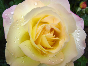 Картинка цветы розы